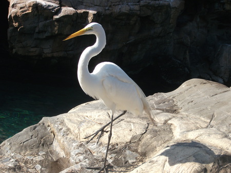 a white bird which i don't know the breed of? - bird, white, long beak, yellow, flying, tall