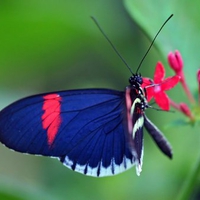 Rose and sapphire wings