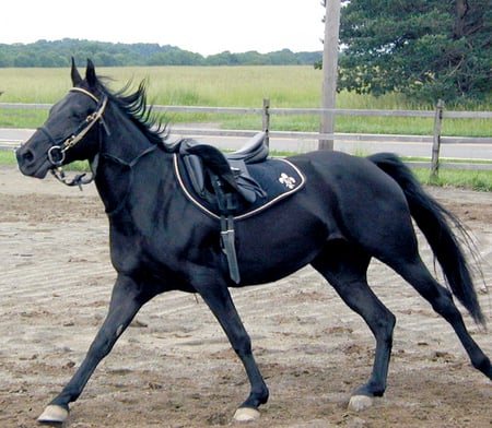 pure black tacked up horse