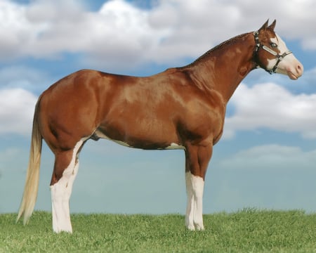 american paint horse - handsome, haltering, nice looking horse, show horse