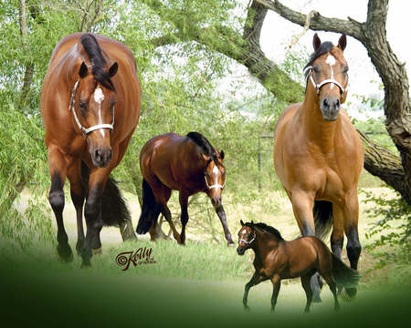 quarter horse speedy - western, brown, gelding, strike stripe, black hair