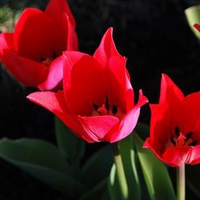 Red Tulips