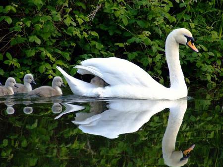 White grace - swan, swim, follow, peaceful, chicks, mother