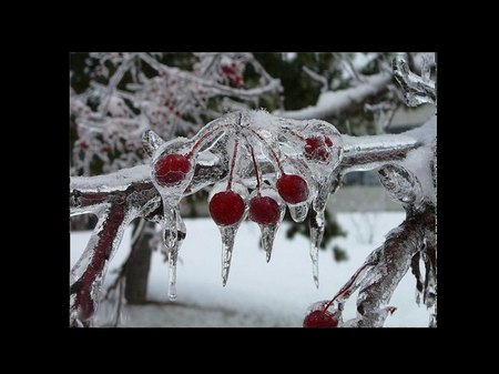 Frozen Cherries - cherries, ice, frozen, winter