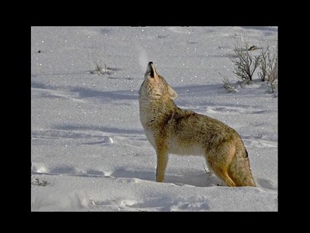 Howling Wolf - howling, wolf, winter, snow