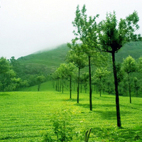 Munnar Tea Estate