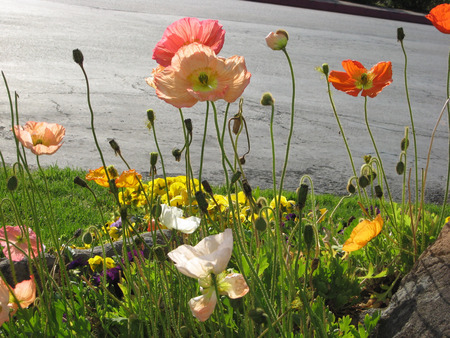 nature art - flowers, grass, water, nature