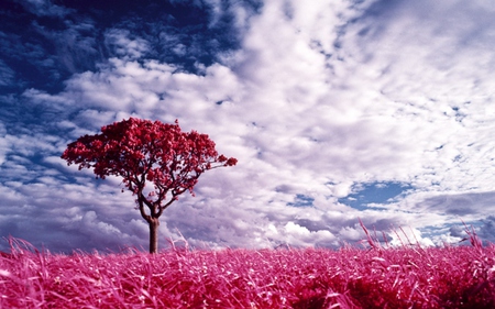 PINK FANTASY - sky, clouds, pink, tree, fantasy