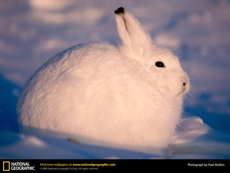 Arctic Hare