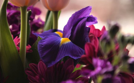 STANDOUT IRIS - colorful, purple, flowers, iris