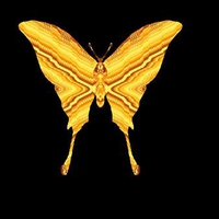 GOLDEN BUTTEFLY