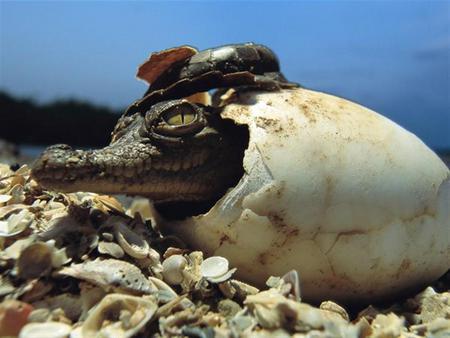 anybody here? - nature, gator, cute, reptile