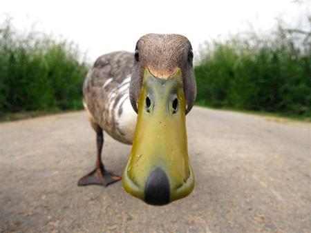 anybody in there? - animal, comical, duck, bird