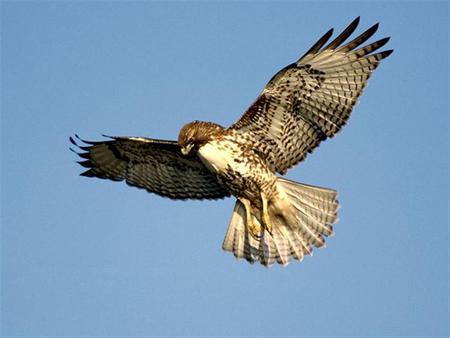 red tail hawk - bird, animal, raptor, hawk