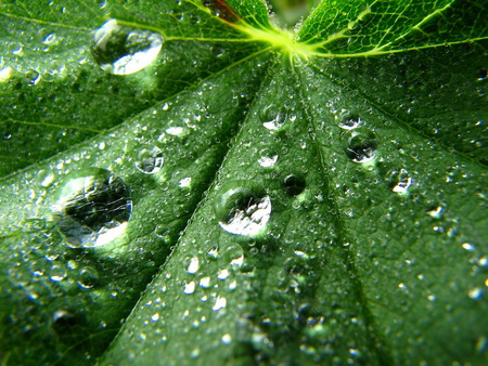 Drops - drops, leaf, photography, nature, abstract, green