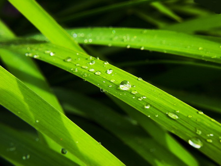 Grass - drops, photography, nature, green, grass