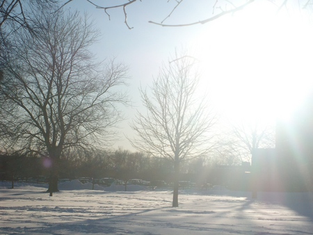 sunlight kissing the trees - sunlight, clear sky, trees, snow