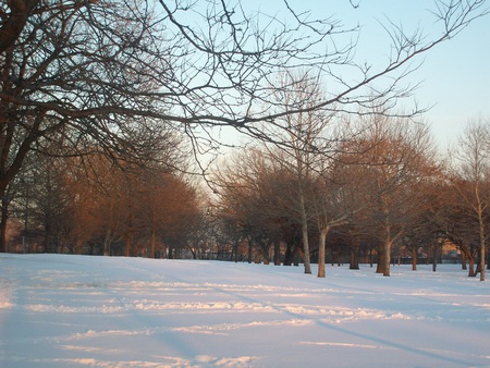 winter trees - winter, park, trees, snow