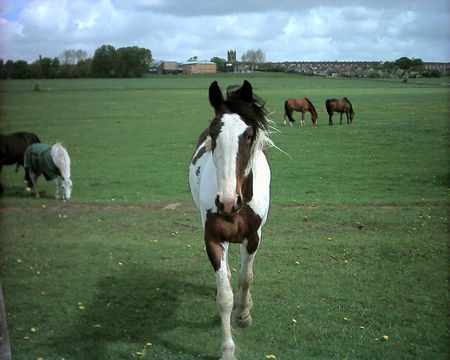 Have You Got Carrots? - eager, approaching, pastoral, field, church, horse, happy