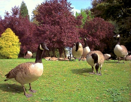 Goosey Goosey Gander - geese, england, goose, bushes, bolton, park, canada geese