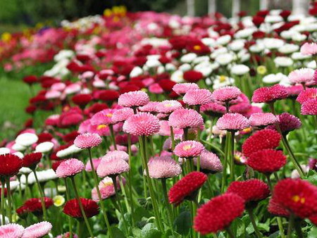 daisy - colorful, daisy, garden, spring