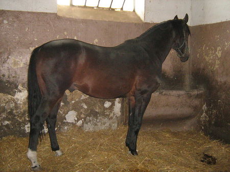 Bulgarian Wormblood Gelding - beautiful brown color, unique steed, rare breed, european horse