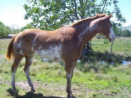 painted horse with splashes - sweet horse, horses are a life, real horse, dreamy horse