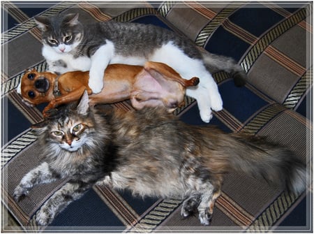 Well I am happy - cats, cute, tails, fur, hugging laying, dog