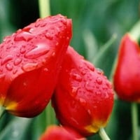 red tulips