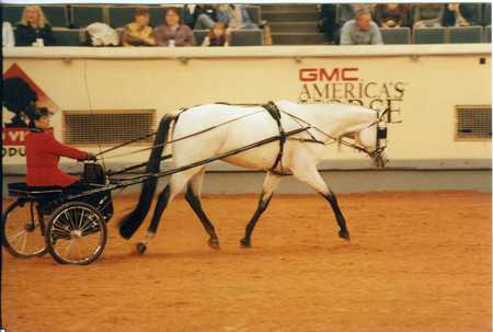 horse n carriage - show, grey with black legs, pleaser, quarter horse