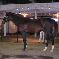 cigar triple crown winner