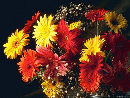 Beautiful bunch - flowers, gebrera, sunflowers, babys breath, nice