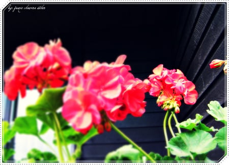 sunbathing - nature, flowers, flower, pink