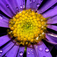 Purple Flower