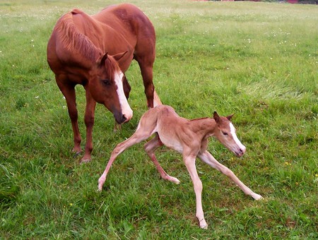 new born - first grass, first of everything, mother, first steps, foal