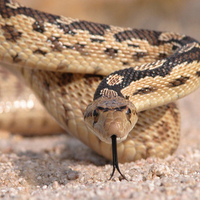 slithering snake in the desert