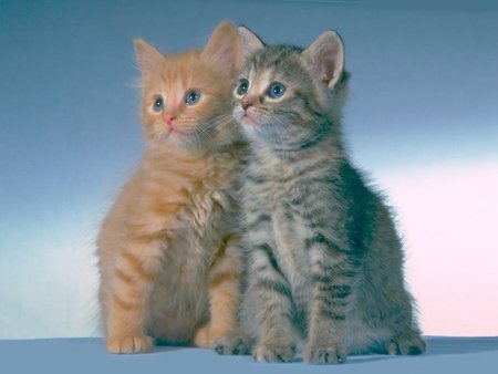 for you church I know you like kittens - kitties, loveable, adorable, cute