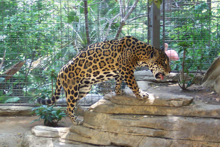 Jaguar - panthers, feline, claws, big cat, wild life