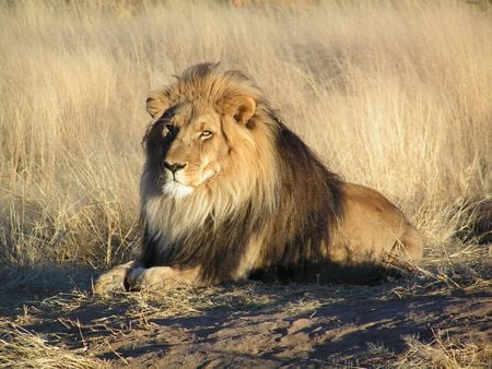 lion - maine, male, long tail, lion, pride