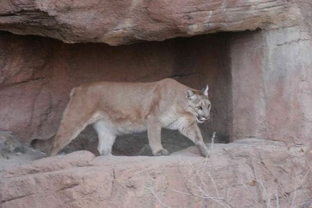 Couger - big, rocky, desert, cats, lion, mountain, wild life