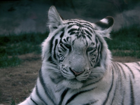 White Bangle Tiger - feared animal, rare, cats, lion, jaguar, tiger