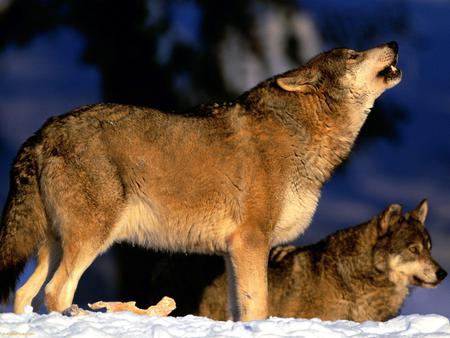 two wolves howling - dog family, nocturnal, carnivorous, pack, k nine