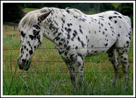 a leopard horse - horse, sweet natured, spots, food, cute