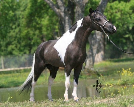 mine horse acting like an Arabian horse - cute, horse, minie, dish head