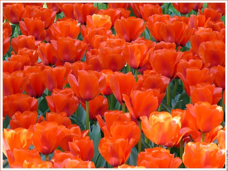 Tangerine tulips - bunches, growing, tulips, orange, garden