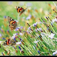 Trio to fly