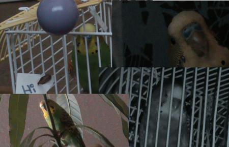 my budgie honeybird - pet, animals, boy, birds