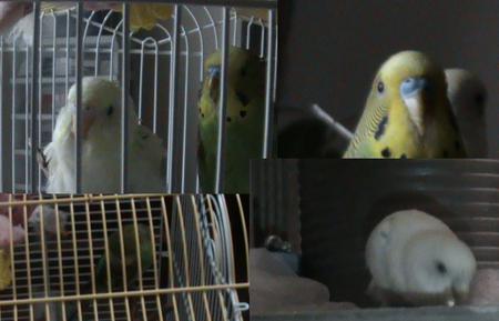 my parakeets mingming and honeybird - pets, fluffy, birds, animals