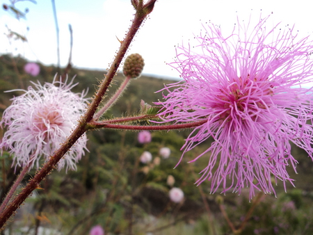 Cerrado Flowers - flowers, cerrado, brasilia, brazil