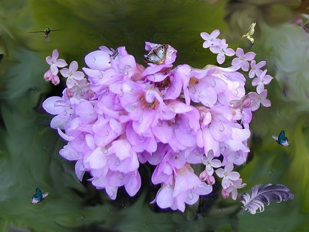 NECTARING - flowers, humming birds, pink, butterflies